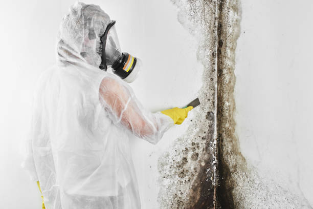 Reliable Wilmington Manor, DE Mold Removal Solutions