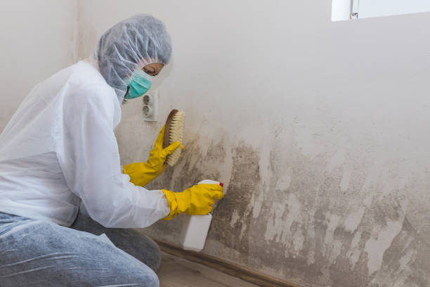 Best Professional Mold Removal  in Wilmington Manor, DE