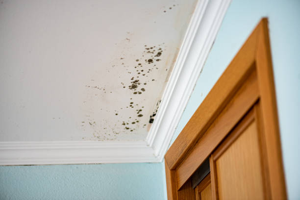 Best Attic Mold Removal  in Wilmington Manor, DE