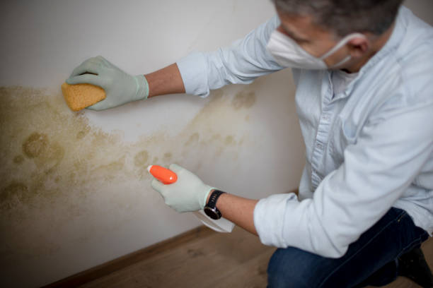 Best Affordable Mold Removal  in Wilmington Manor, DE