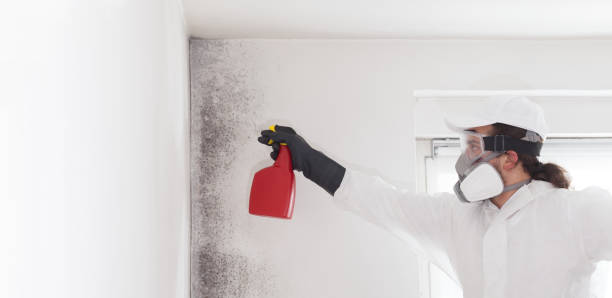 Best Same-Day Mold Removal  in Wilmington Manor, DE